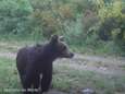 Voor het eerst in 150 jaar bruine beer gespot in Noord-Spaans natuurpark