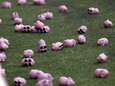 Des cochons en plastique  en protestation contre Duchâtelet
