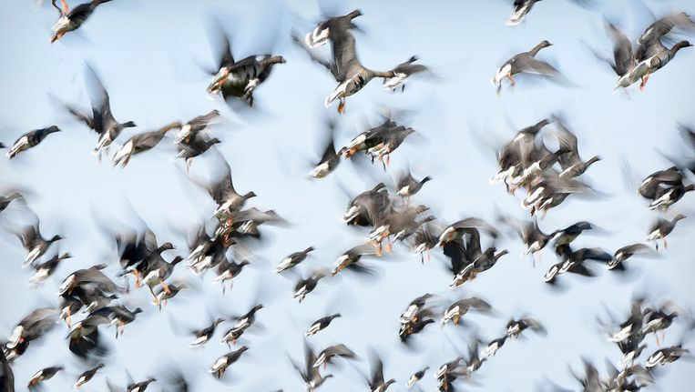 Opvliegende ganzen boven de Ooijpolder, 29 februari 2016. Beeld Marcel van den Bergh/ de Volkskrant
