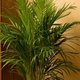 De goudpalm, voor dat beetje leven op kantoor