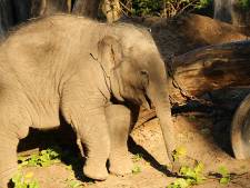 Antibiotica slaat aan: olifantje Thabo (3) aan beterende hand