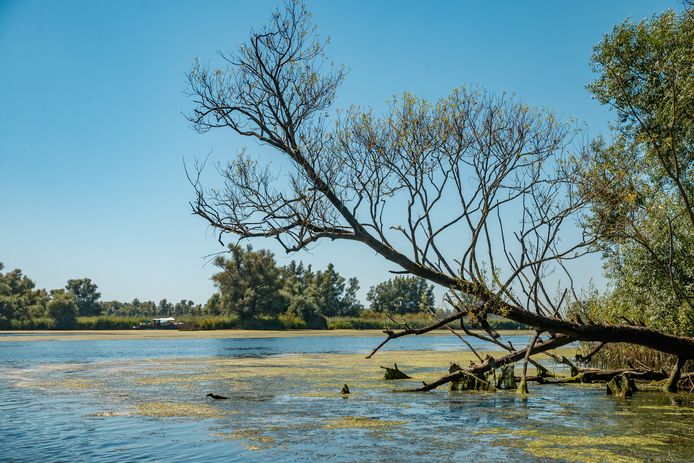 Beeld uit De Biesbosch, één van de kwetsbare natuurgebieden in de provincie Noord-Brabant die te lijden heeft onder de stikstofuitstoot. Net als onder meer de Loonse en Drunense Duinen en de Groote Peel.