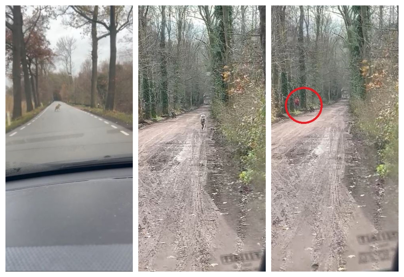 Wildplasser In Bos Staat Opeens Oog In Oog Met Wolf ‘dit Kun Je Niet