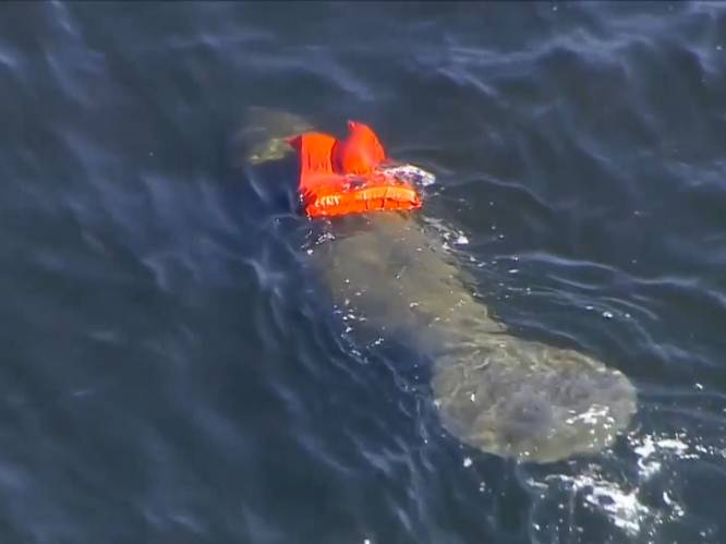 VIDEO: Dierenvrienden rukken met man en macht uit om zeekoe te bevrijden van reddingsvest