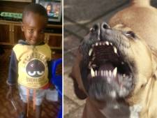 Un garçon de trois ans dévoré par deux pitbulls en Afrique du Sud: “Nous n’en voulons plus”