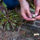 Botanische stoepkrijter op ontdekkingstocht door de stad