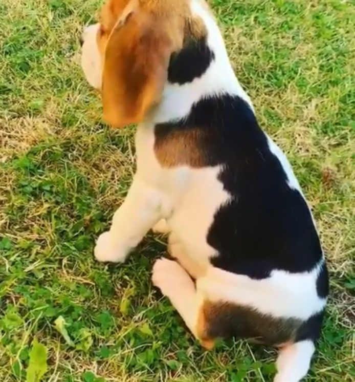 Schattig en uniek! Beagle-puppy heeft vachtvlek in de vorm van een jong op rug | Bizar | AD.nl