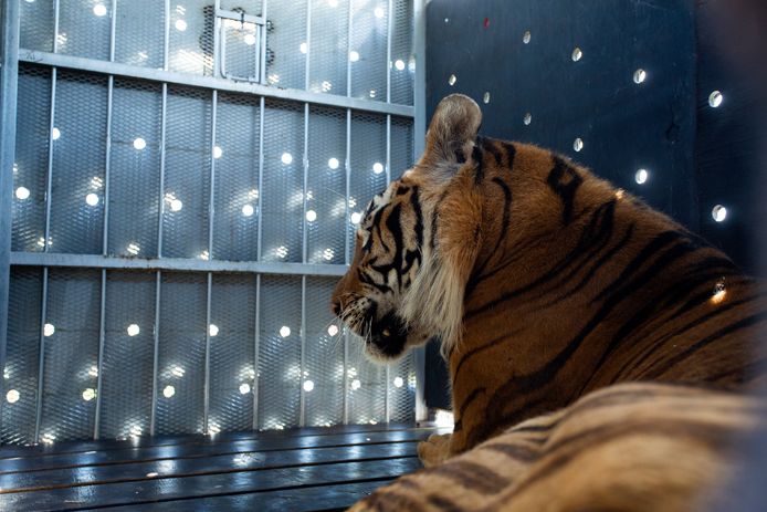 Four Paws / Hristo Vladev