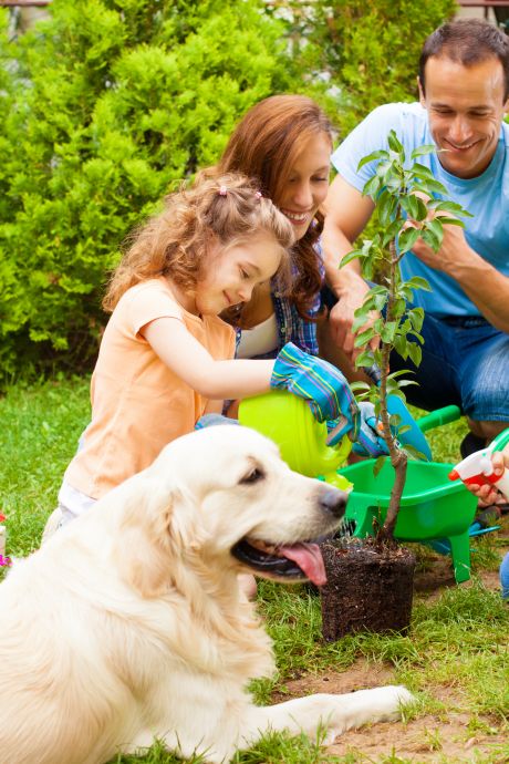 Concevoir un jardin adapté à un chat ou chien: voici les plantes à éviter