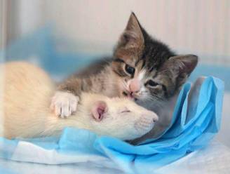 Vertederende vriendschap tussen ratten en kittens in dit kattencafé