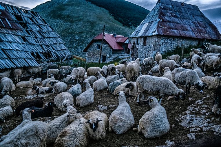 De avond valt over Lukomir en zijn schapen. Beeld Tim Dirven