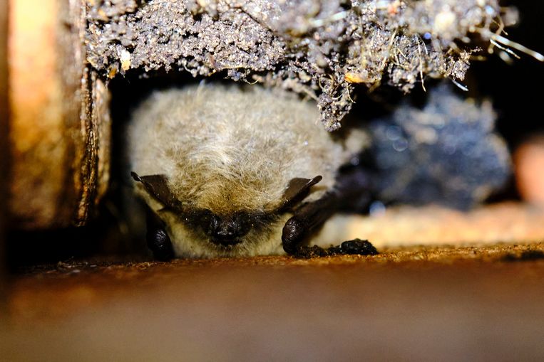 Een baardvleermuis in steenfabriek Rusthoven. Beeld Het Groninger Landschap