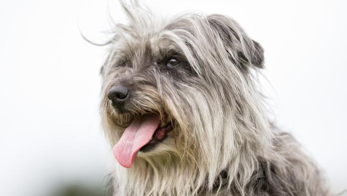 Lhomme Préhistorique Aimait Déjà Son Chien Jusque Dans