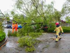Veel schade door boom die omwaait en op twee geparkeerde auto's valt bij ziekenhuis in Geldrop