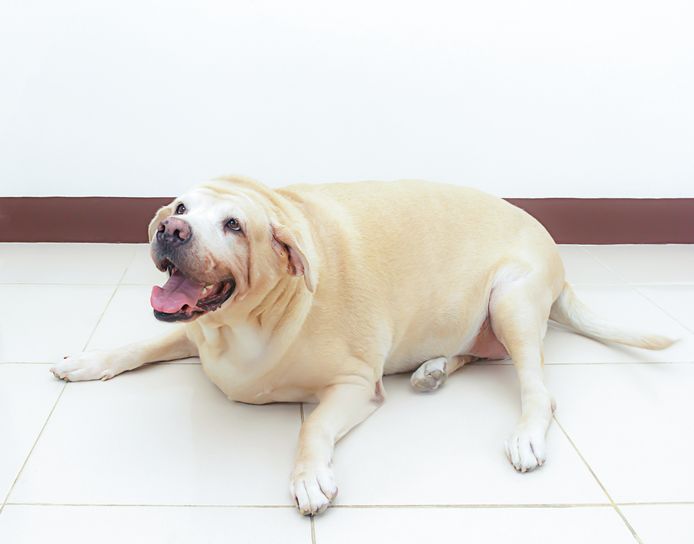 Het is gemakkelijker om honden meer te laten bewegen dan katten