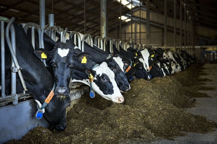 Veel melk- en vleesproducten van koeien en varkens bevatten plastic.