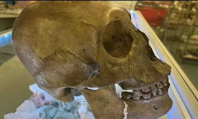 Op de Halloweenafdeling van een Amerikaanse liefdadigheidswinkel in Florida werd een menselijke schedel gevonden.