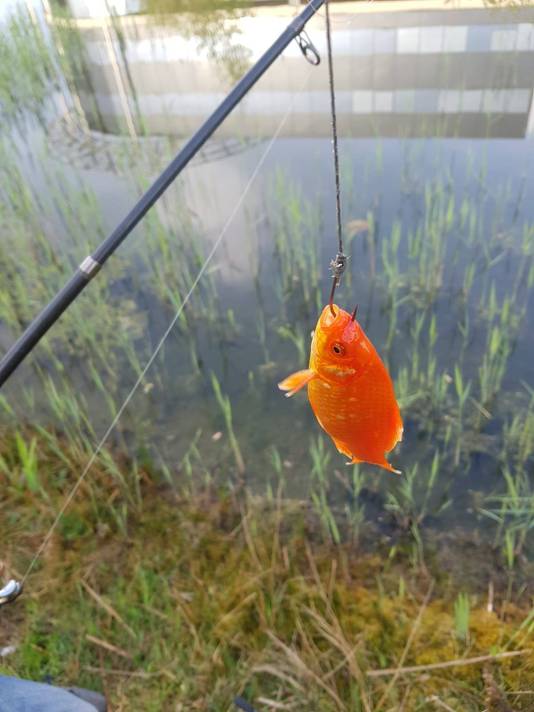 Terzijde vlot Onderscheid Beet! Goudvis als aas levert paashengelaar vette prent op | Binnenland |  AD.nl