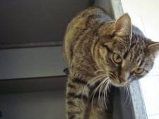 Poes Friedo raakte spoorloos in het Duitse Bremen en werd gevonden in Utrecht: ‘Nog nooit eerder gezien’
