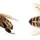 In de bres voor de bij: 'In de stad overleven opvallend weinig insecten. Dat is zorgwekkend'