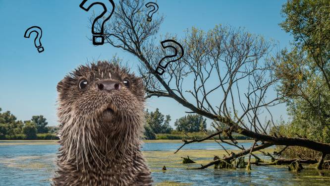De otter is bezig aan een opmars, bereikt hij dit jaar ein-de-lijk de Biesbosch?