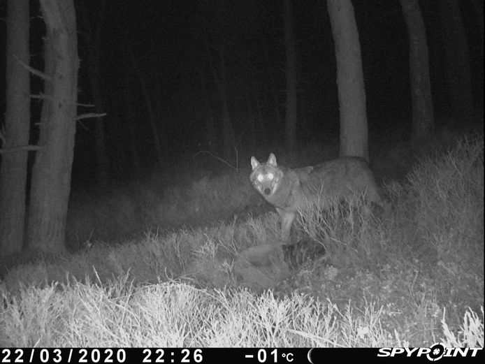 Op 22 maart werd voor het eerst een wolf vastgelegd op de Zuid-Veluwe. Het is mogelijk de wolvin die zich al langere tijd op de Midden-Veluwe ophoudt.