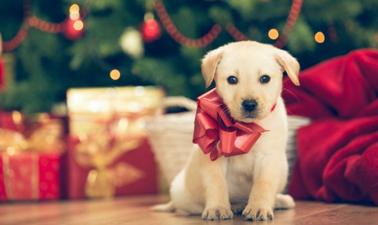 Benadering Gevoelig voor Achternaam Pakkende campagne: 'Je eet toch ook je hond niet op met Kerst?'