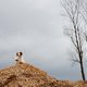Waarom biomassa een grotere klimaatkiller is dan steenkool