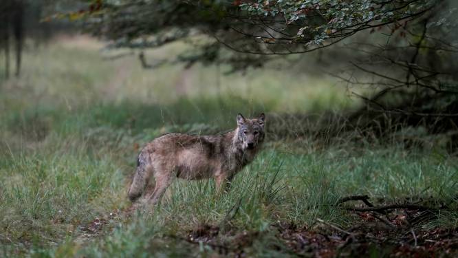 Aantal wolven in Nederland neemt toe: ‘Veluwe wordt heel sterk bezet’