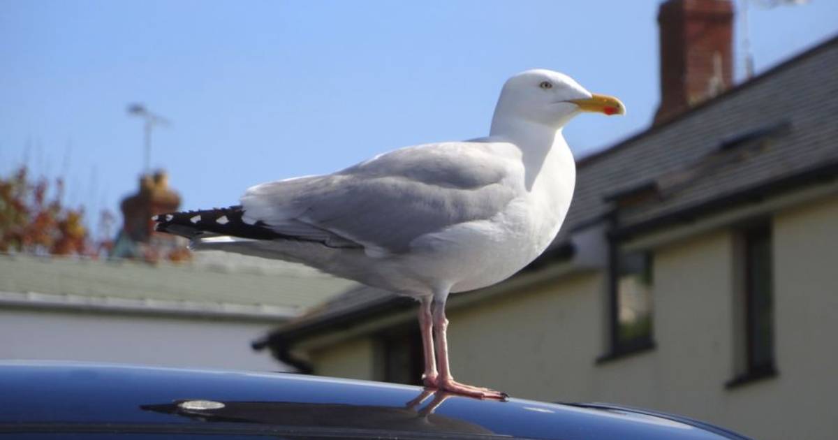 Zo Verwijder Je Vogelpoep Zonder Krassen Auto Ad Nl