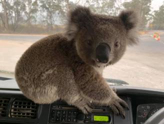 Van miljardair die miljoenen stort tot trucker die koala redt: iedereen doet wat ie kan in Australië om te helpen