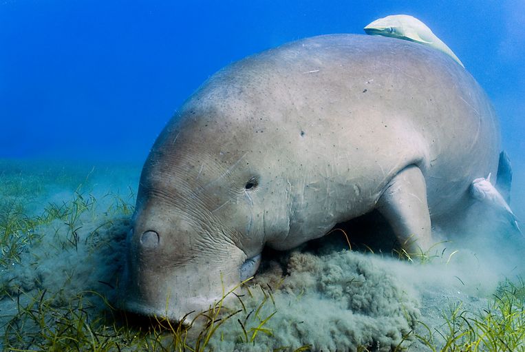 Adult dugong swimming and feeding in the shallow water of Abu Dhabab in Marsa Alam, Red sea, Egypt
doejong Beeld Getty Images
