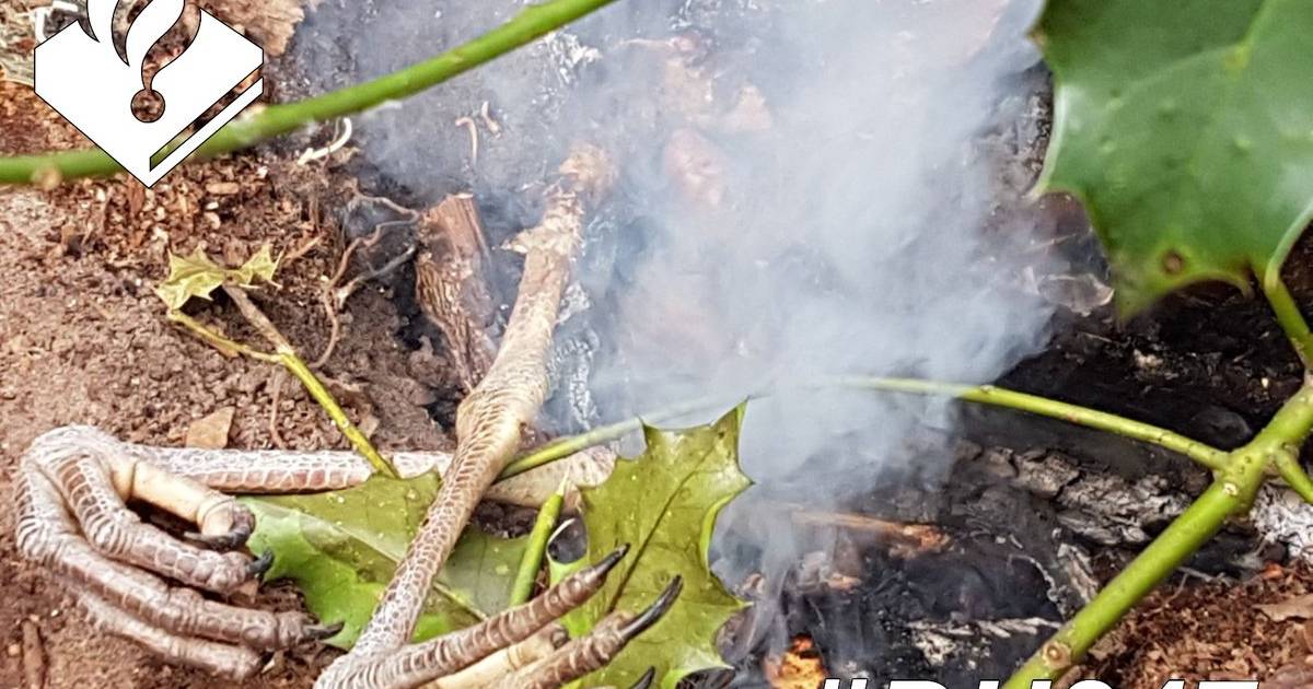 Dakloze verorbert blauwe reiger