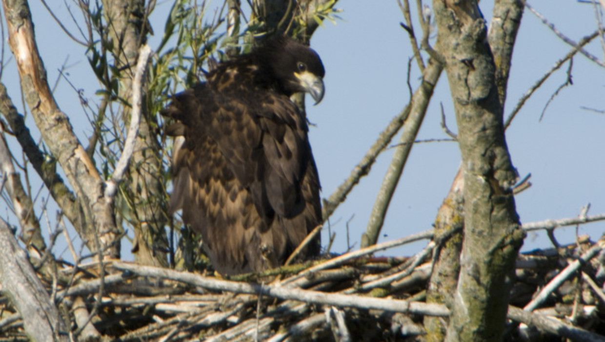Een jonge zeerarend in de Oostvaardersplassen. Beeld ANP