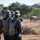 Rangers en stropers voeren in Zuid-Afrika een venijnige strijd om de neushoorn: ‘Het is compleet oorlog hier’