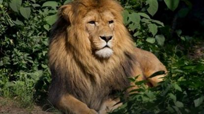Leeuw bijt leeuwin dood in Nederlands dierenpark