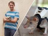 Gered door een rat: deze ratten speuren naar mensen in nood