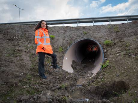 Dieren kunnen straks veilig de N3 ‘oversteken’: ‘Ook zij willen van de ene naar de andere kant’