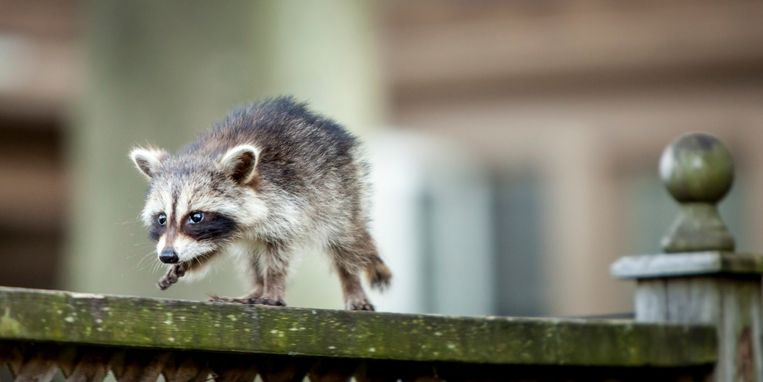 informatie picknick Aarde De 10 meest bijzondere huisdieren op Instagram | Margriet