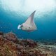 Waar rifmantaroggen, de iconen van de grote oceanen, zich het liefst ophouden