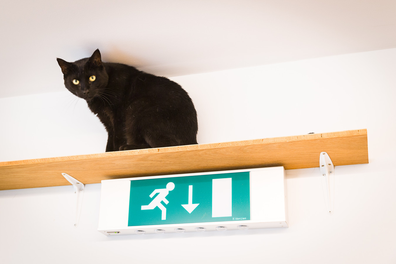 Kattencafé DreamCATchers sluit zaterdag 9 september en maakt zich klaar