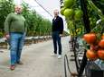 Tomatenkweker Marcel moet weg uit Harmelen: ‘Als we dit hadden geweten, hadden we het anders gedaan’