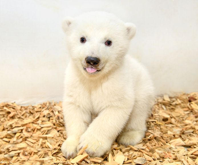 Bezoekers van Tierpark Zoo in Berlijn moeten nog even wachten voor ze het beertje kunnen bewonderen.