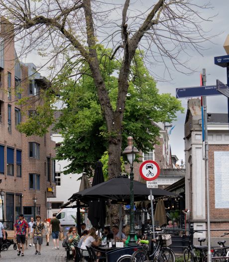 Den Bosch wil doodzieke boom in Lepelstraat ‘reanimeren’; vergiftiging is niet met zekerheid vast te stellen 