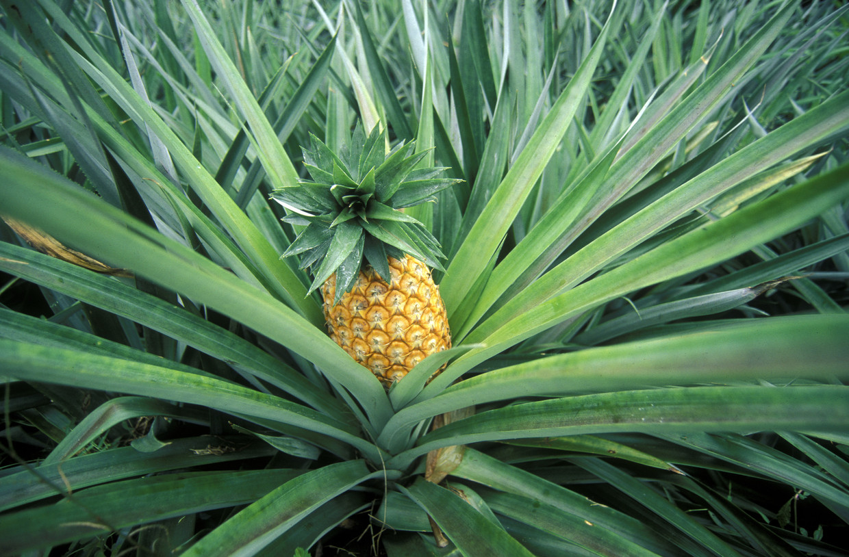 oogopslag handel mozaïek Zo kweek je zelf een ananasplant voor een paar euro | Libelle