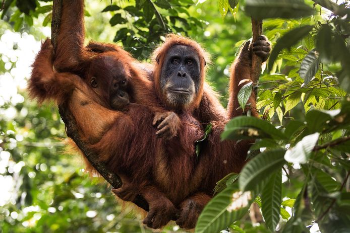 Met hun baby's vind je orang-oetans wél samen.