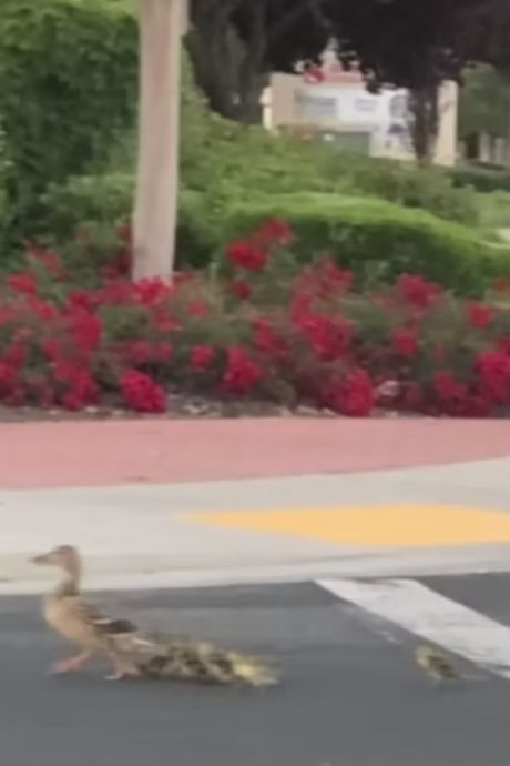 Un homme fauché par une voiture alors qu’il aidait une famille de canards à traverser la route