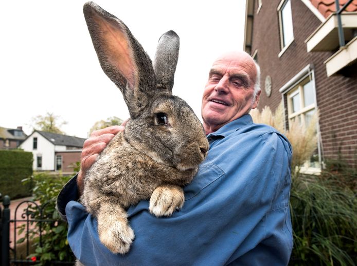 Bijlage Maan of Jan is een van de laatsten in de regio die Vlaamse reus fokt: 'Zonde als  dit konijn verdwijnt' | Woerden | AD.nl