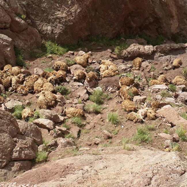 Ruim 500 schapen zijn in Turkije in een ravijn gevallen.