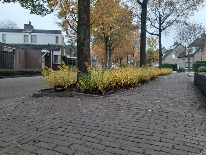 Bomen aan de Gildelaan zorgen voor overlast, vinden bewoners. De gemeente komt met het derde plan.